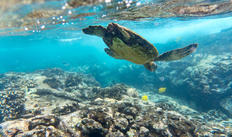 Unterwasserfoto einer Schildkröte